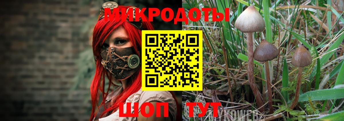 Псилоцибиновые грибы мицелий  Псилоцибиновые грибы Psilocybine cubensis  Баксан 